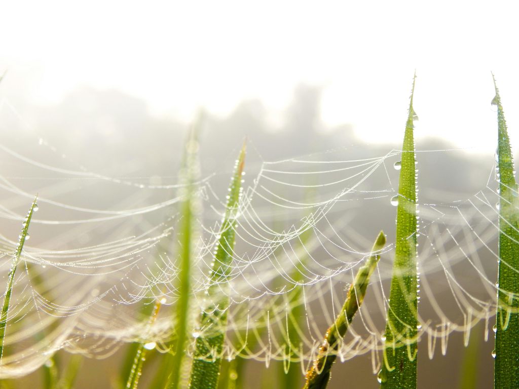 Organic SEO and Search Visibility